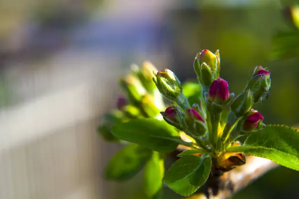 Beeld van een fragiele, mooie bloesem van een appelboom. — Stockfoto