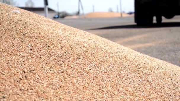 Getreidewagen beim Entladen. Fallendes Getreide aus nächster Nähe. — Stockvideo