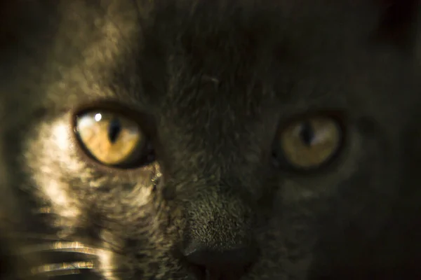 Detailní portrét šedé kočky s oranžovýma očima. Britská kočka krátkosrstá. Selektivní zaměření — Stock fotografie