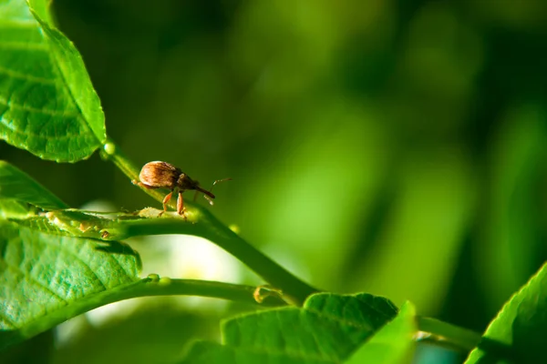 The apple weevil sits on an apple tree branch. — Stock Photo, Image