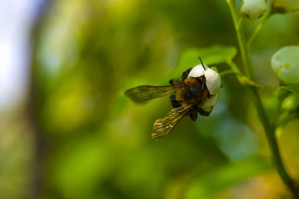 Медова бджола запилює весняну квітку. Перегляд макрофіолетових пелюсток і комах, які шукають нектар. Невелика глибина різкості, вибіркове фокусне фото — стокове фото