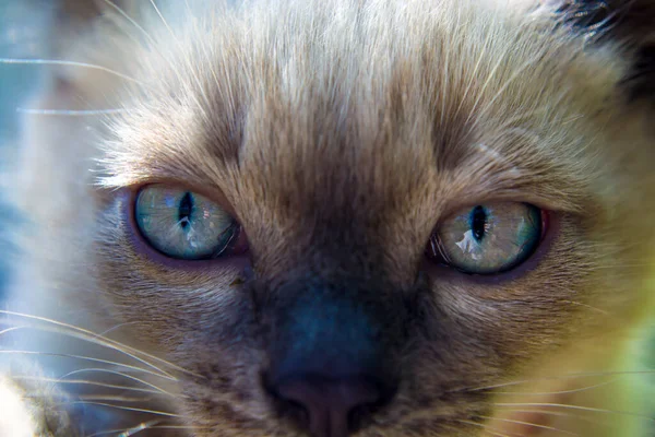 Siamese kitten with blue eyes in the sun — Stock Photo, Image