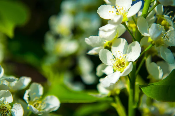 Blooming bird cherry brush with delicate white flowers — Stock Photo, Image