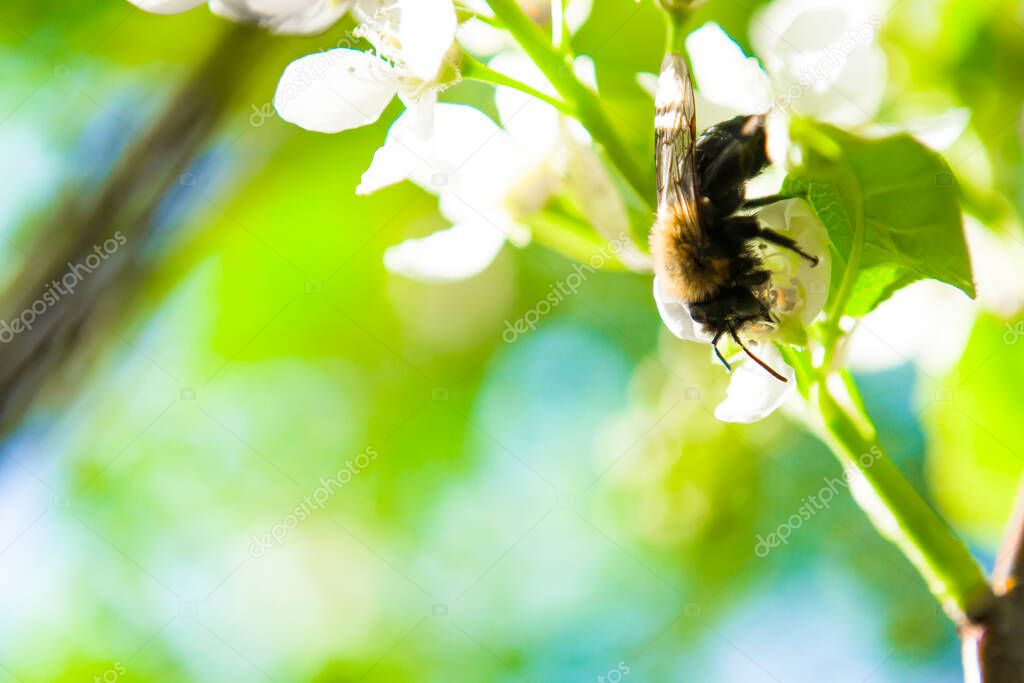 The bee collects nectar from the cherry blossoms close-up.