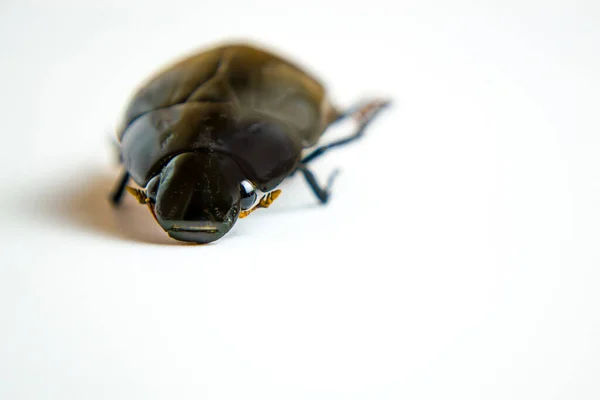 Protaetia opaca isolé sur fond blanc, gros plan — Photo