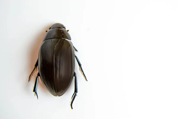 Käfer-Nahaufnahme auf weißem Hintergrund für Ihre Werbung, ein Schutzmittel gegen Kakerlaken und Käfer. — Stockfoto