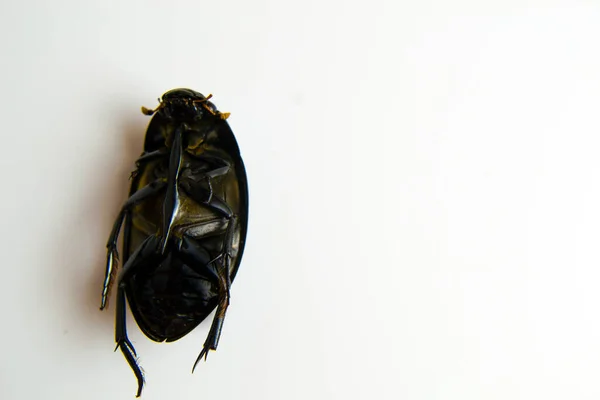 Tote Käfer in Großaufnahme auf weißem Hintergrund für Ihre Werbung, als Schutz vor Kakerlaken und Käfern. Hurra, dein Heilmittel hat funktioniert. — Stockfoto