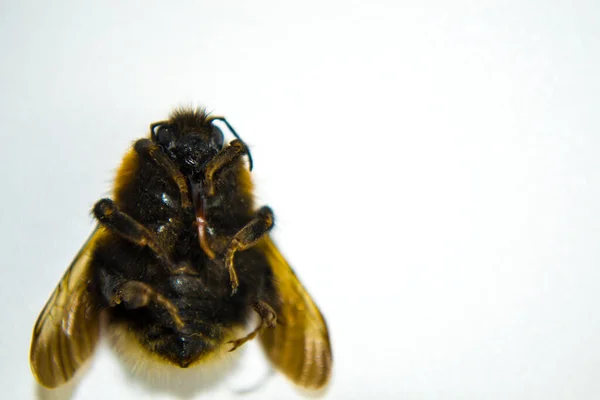 Закрыть медовую пчелу с антенной, волосами и крыльями — стоковое фото