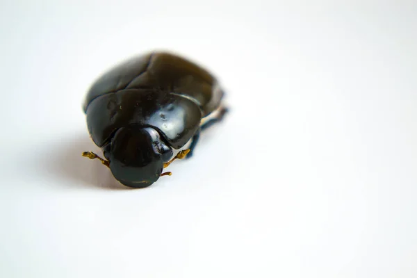 Besouro morto close-up em um fundo branco para sua publicidade, um meio de proteção contra baratas e besouros. Hooray seu remédio funcionou. — Fotografia de Stock