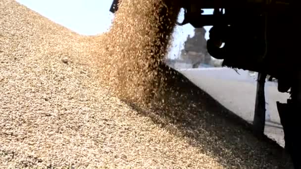 Camião de cereais a descarregar. Fechar grãos de cereais caindo. — Vídeo de Stock