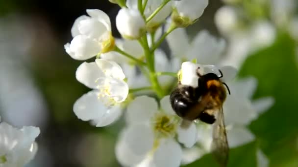 Бджола харчується квітами вишні птахів. Гілка вигнута і виправний рух крил комах чітко видно . — стокове відео