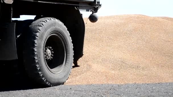 Déchargement du camion à grain. Gros plan grain de céréales tombant. — Video