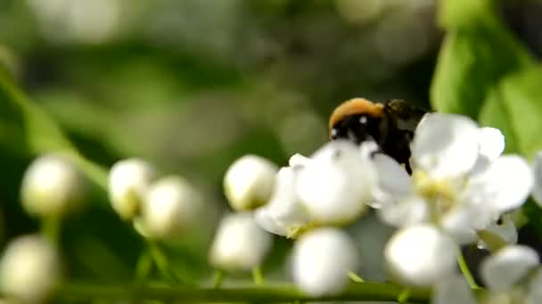 Une abeille sur une fleur de prunier. jardin fleuri. — Video