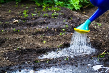 Küçük bir kızla yatağı sulamak. Mavi sulama tenekesinden su akıyor..