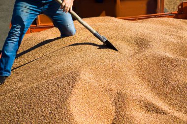 Tahılları kamyona yükleyen kişi, makinenin gövdesindeki tahılları dengeli bir şekilde yerleştirir..