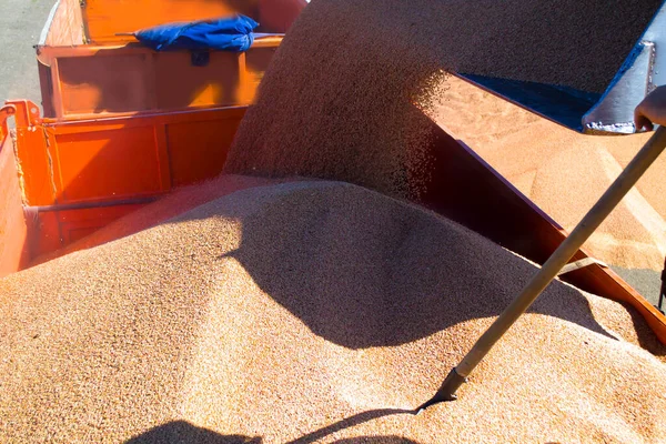 Sebuah ember besar mengisi biji-bijian ke bagian belakang truk. Memuat close-up gandum. — Stok Foto