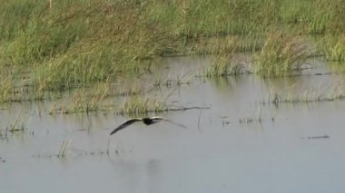 Saha ayı sivrisinekleri, Kazakistan bozkırlarının göçmen kuşlarını avlar..