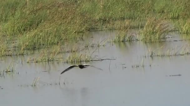 Der Feldmond jagt Moskitos, Zugvögel der Steppen Kasachstans. — Stockvideo