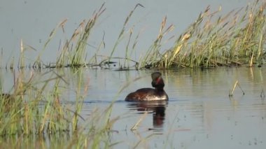 Vahşi ördekler sırılsıklam olmuş durumda. İnsanlardan uzakta yaşayan vahşi bir ördek gibi..