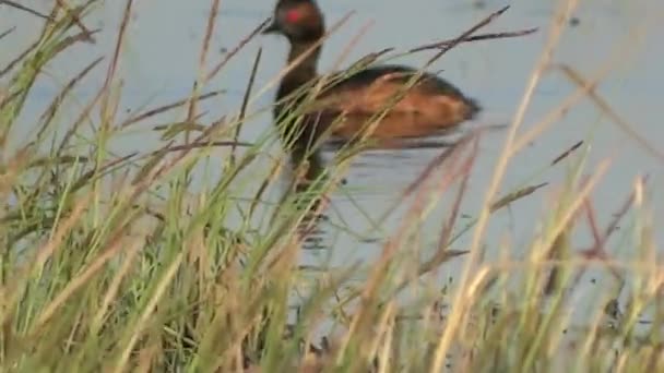 野鸭湿透了，自然，它是一只真正的野鸭，生活在远离人类的地方. — 图库视频影像