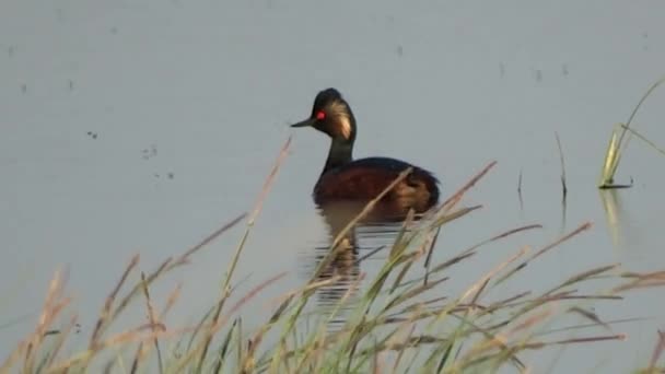 Wildenten sind durchnässt, die Natur, wie sie ist, eine echte Wildente, die weit weg vom Menschen lebt. — Stockvideo