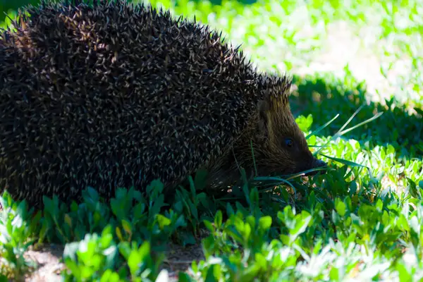 Close-up van Egel op groen gras. — Stockfoto