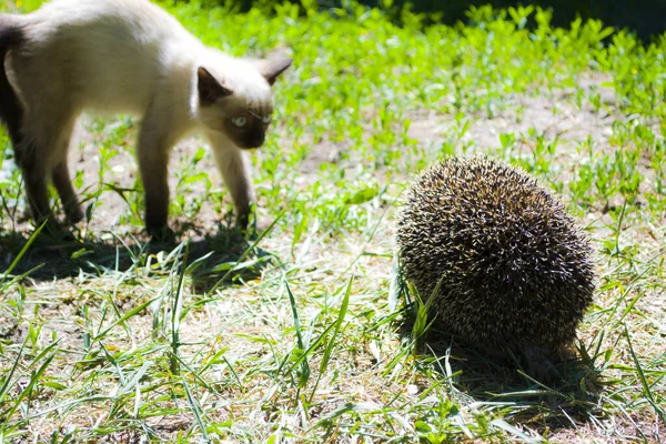 Siamese cat accidentally met a hedgehog, a fighting pose of a cat, a funny reaction of a cat to a hedgehog. — Stockfoto