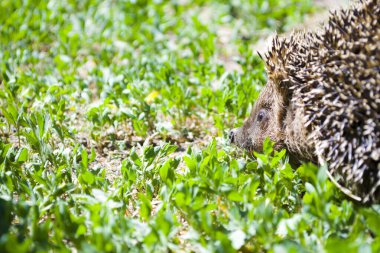 Yeşil çimlerin arka planında kirpi.