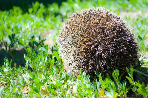 Igel. Ein großer Igel sitzt auf dem grünen Gras. — Stockfoto