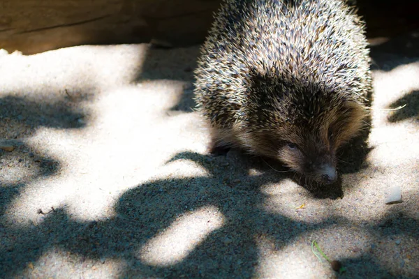 De egel ligt op het zand. boven- en zijaanzicht — Stockfoto