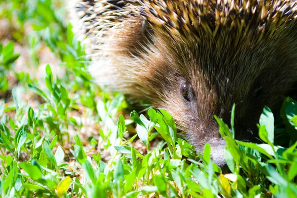 Cute little dwarf hedgehog Looking for something to eat — Stockfoto