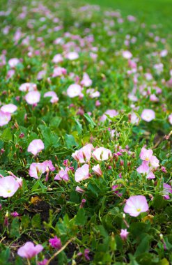 Yabani çiçekli bitkisel arka plan, güneşli bir çayır manzarası, makro, bokeh arka plan, bulanık