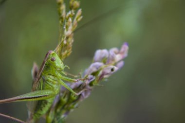 Yeşil çekirge ormandaki çimlerde yaz mevsiminde gün ışığında. Çekirgenin güzel manzarası