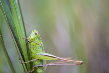 Yeşil çekirge ormandaki çimlerde yaz mevsiminde gün ışığında. Çekirgenin güzel manzarası