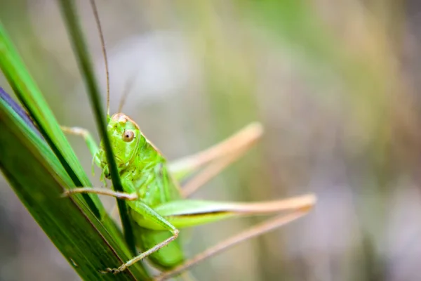 The green grasshopper in the grass in the forest summer in sunlight. Beautiful views of the grasshopper — Stock Photo, Image