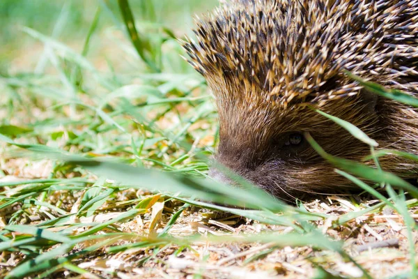 Egel in het gras van dichtbij. Dier in het wild. Macrodieren in het bos. Egel portret met naalden. Kleine zoogdieren. Wilde egel in de tuin. Dier op zoek naar voedsel. Leuke egel in groen gras. — Stockfoto