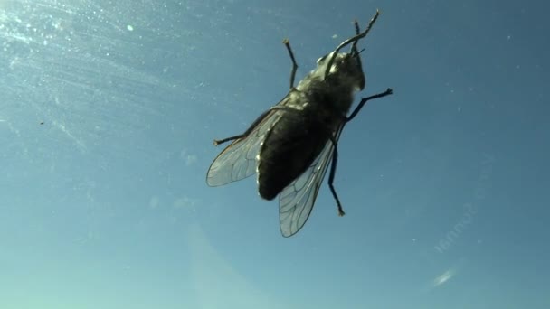 Bakom glaset en fluga rengör sig — Stockvideo