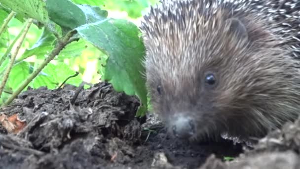 A live wild hedgehog wiggles its nose and crawls in the grass in search of food. Super Sonic. — Stock Video