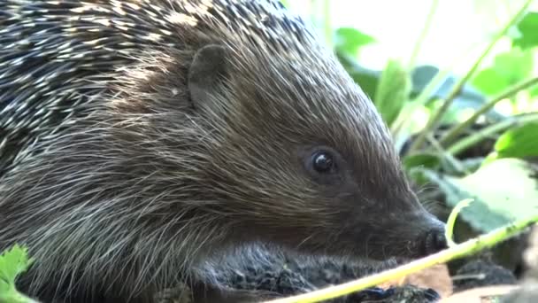 生きている野生のハリネズミは鼻をかじり、食べ物を求めて草の中を這う。スーパーソニック. — ストック動画