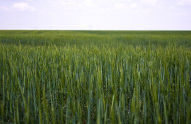 Genç yeşil buğday tarlada yetişir. Buğday filizli sıralar. Dünya Gününe kadar kavram.