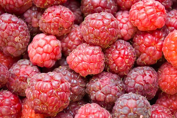 Eine Nahaufnahme einer frischen Himbeere - perfekt für einen Food-Blog oder eine Fototapete. — Stockfoto