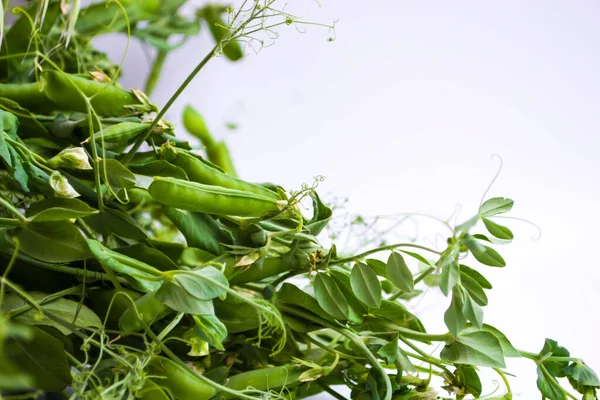 Vainas de guisante verde brillante fresco en las plantas de guisante sobre un fondo blanco. — Foto de Stock