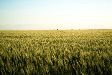 Buğday tarlası, doğal yetiştirilmiş buğday..