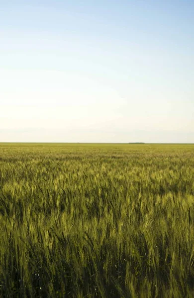 Bidang gandum durum, tumbuh secara alami gandum. — Stok Foto