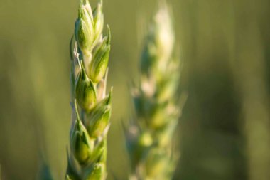 Buğday alanı kapatma renk sürümü