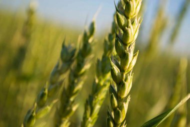 Buğday alanı kapatma renk sürümü