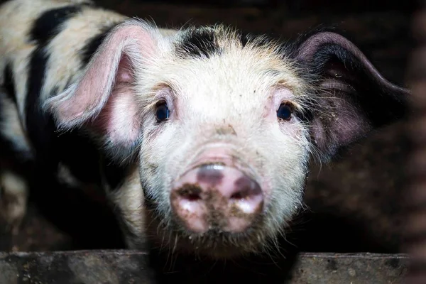 Schweinegesicht im eisernen Käfig in der Landwirtschaft. Schwein Tierleben als Nahrung der menschlichen Welt — Stockfoto