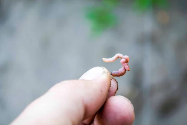 Primer plano, un gusano en la mano de un hombre que quiere ponerlo en el gancho, sobre el fondo de la manija de la caña de pescar — Foto de Stock