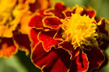 Tagetes flower in flowerbed with fresh balmy blossom clipart