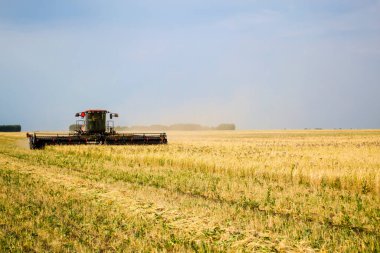 Swather, buğday tarlasını kesiyor. 